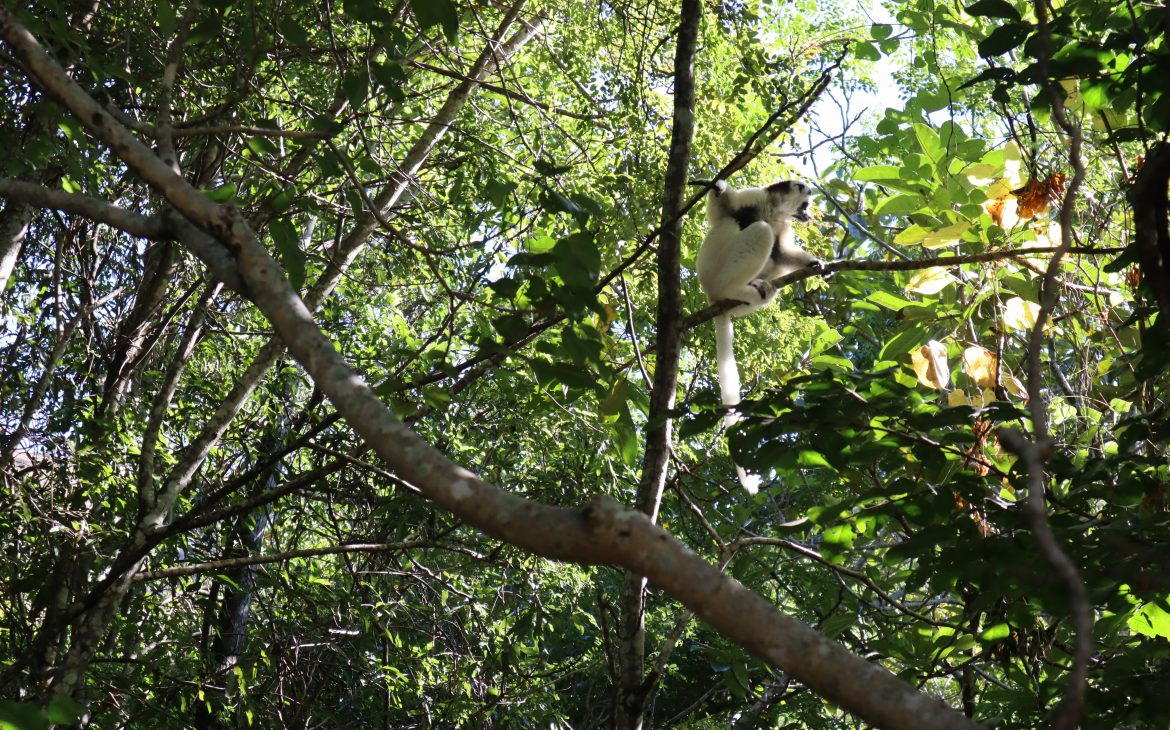 Witte lemur