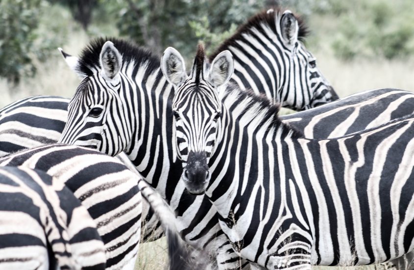 Zuid Afrika | Krugerpark | 10 tips voor beginnende dierenspotters
